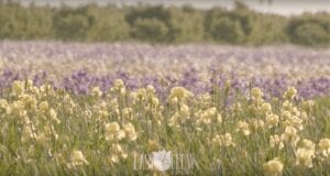 Easy to Grow Bulbs Promo Video | www.EvermooreFIlms.com